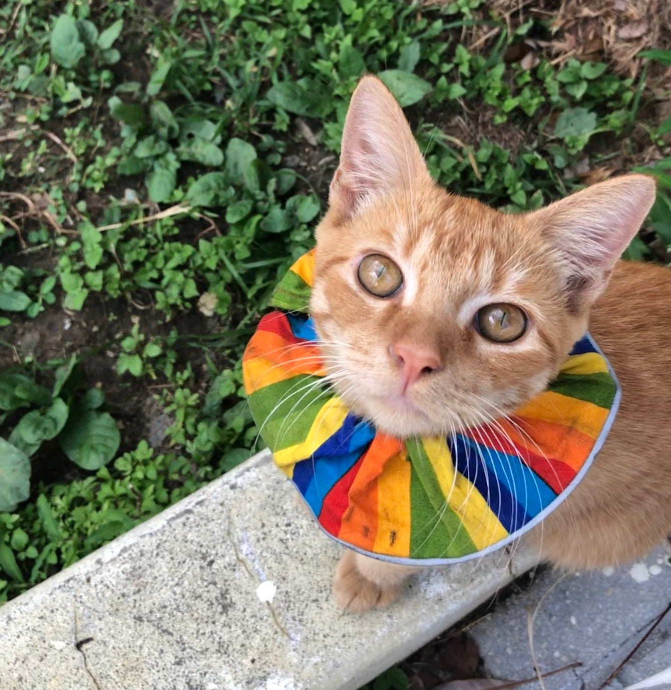 http://www.birdsbesafe.com/cdn/shop/articles/CuteCat-Rainbow.jpg?v=1643907939