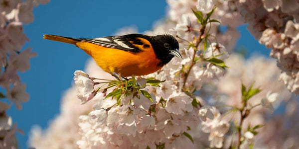 Birds in Spring: A Season of Survival and Why They Need Your Help