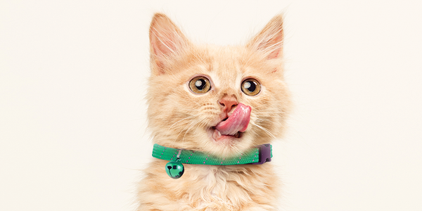 Choosing the Best Breakaway Cat Collars for Your Feline&#39;s Safety