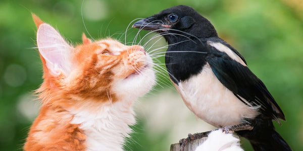 Do Cats Eat Birds or Hunt Them Just for Fun?