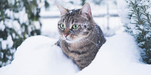 How to Keep Outdoor Cats Warm and Safe in Winter