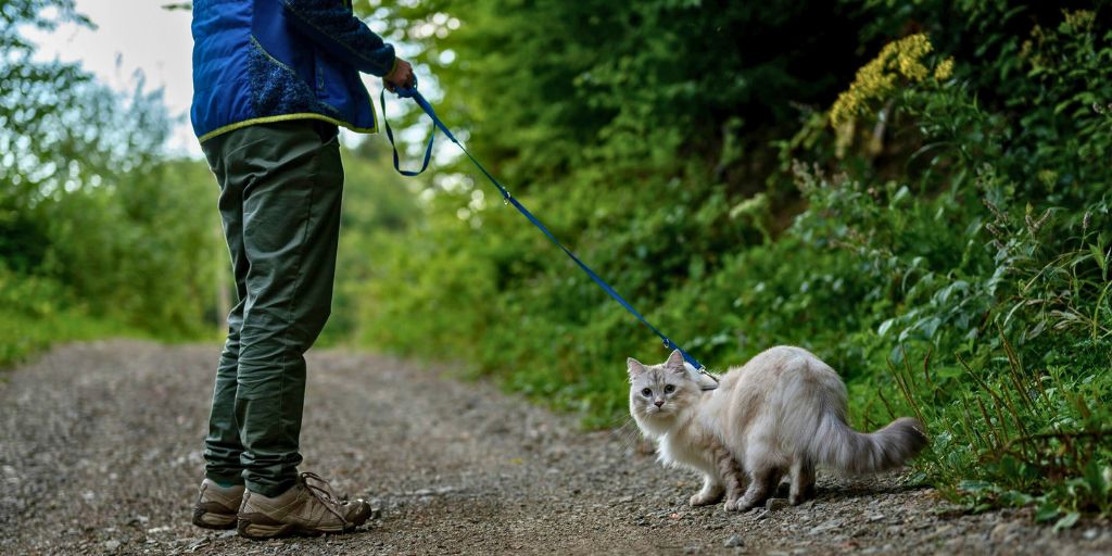 How to Leash Train a Cat: A Step-by-Step Guide to Safe Outdoor Adventures for Cats of All Ages