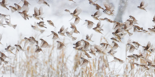 Where Do Birds Go in the Winter?