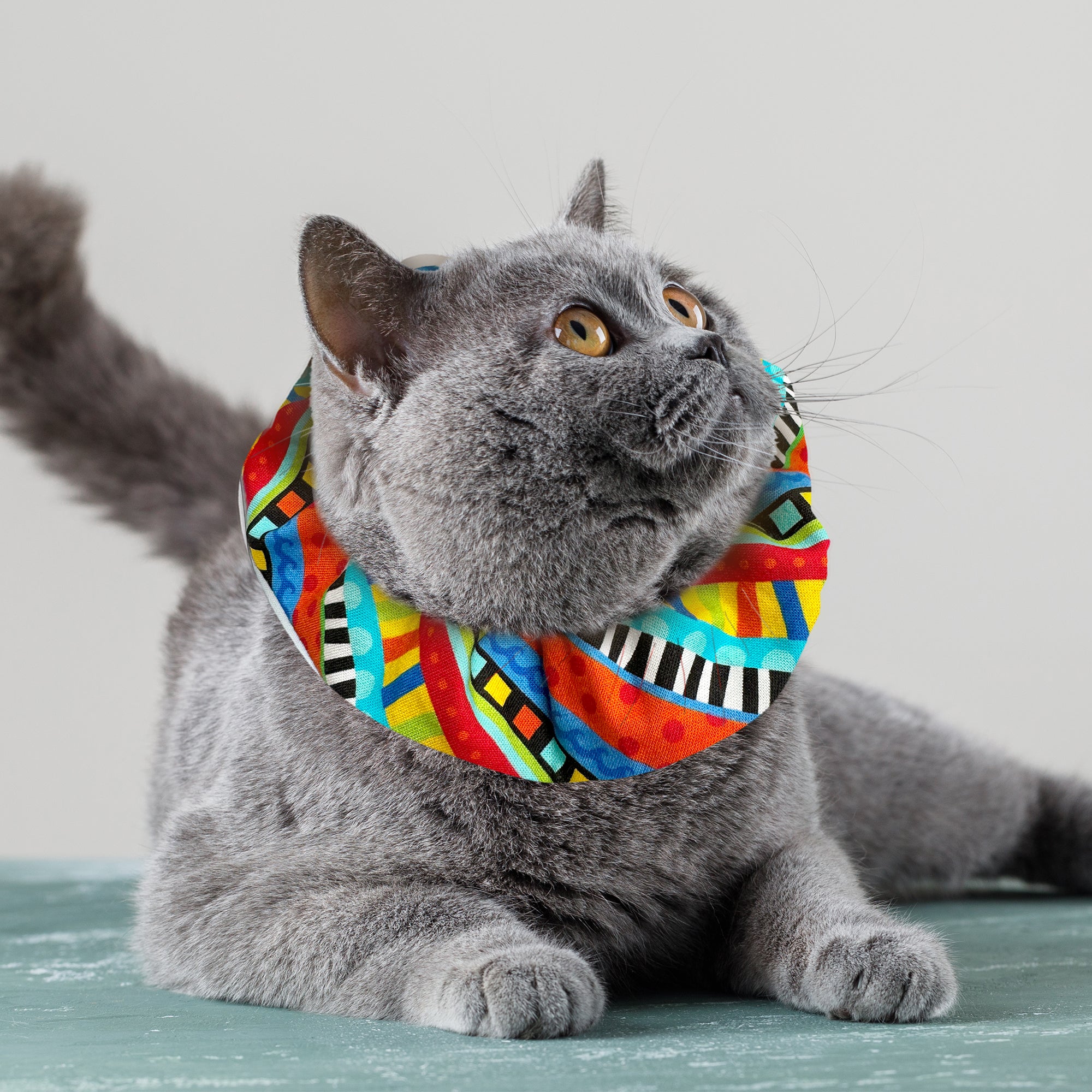 Funky cat collars hotsell