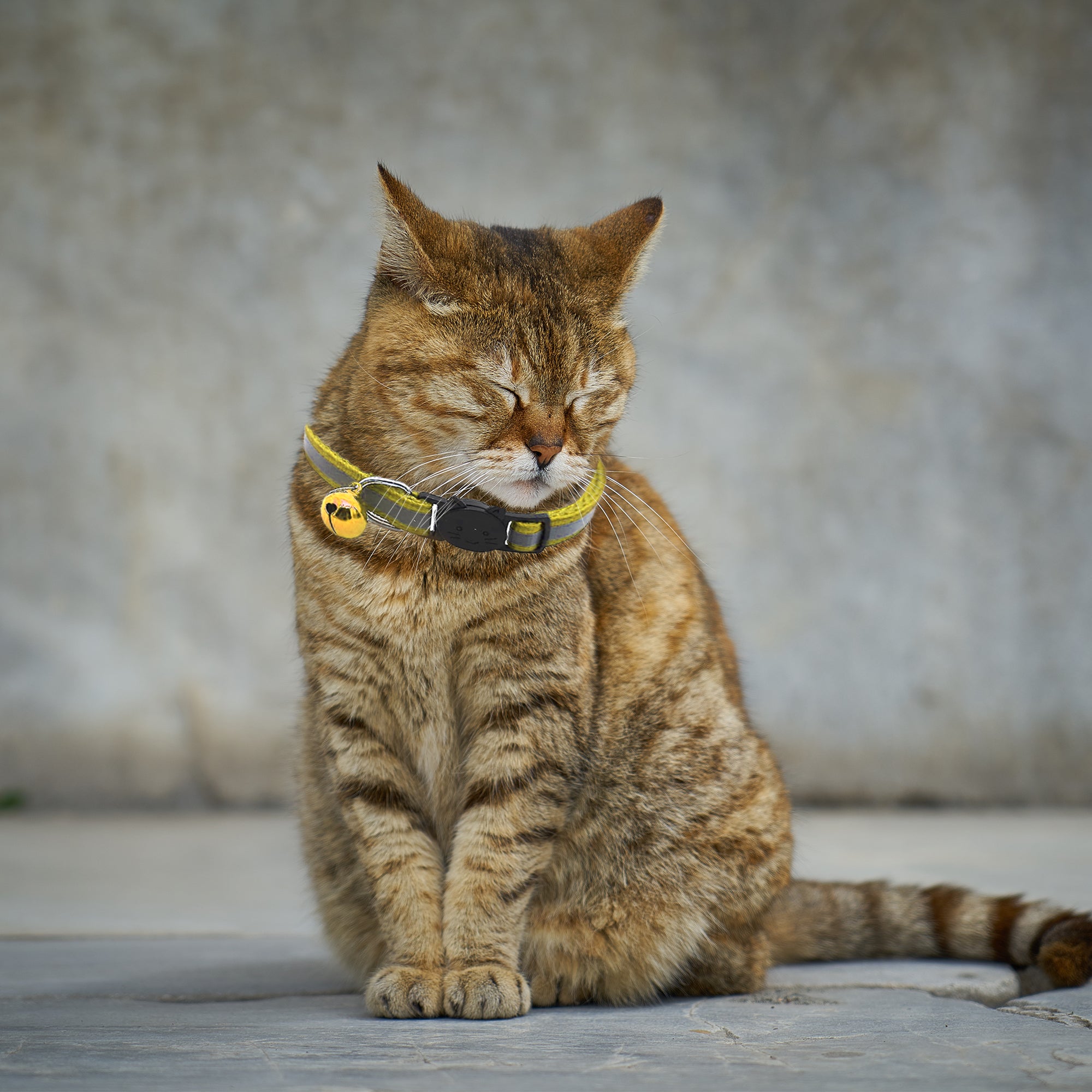 No meow cat clearance collar