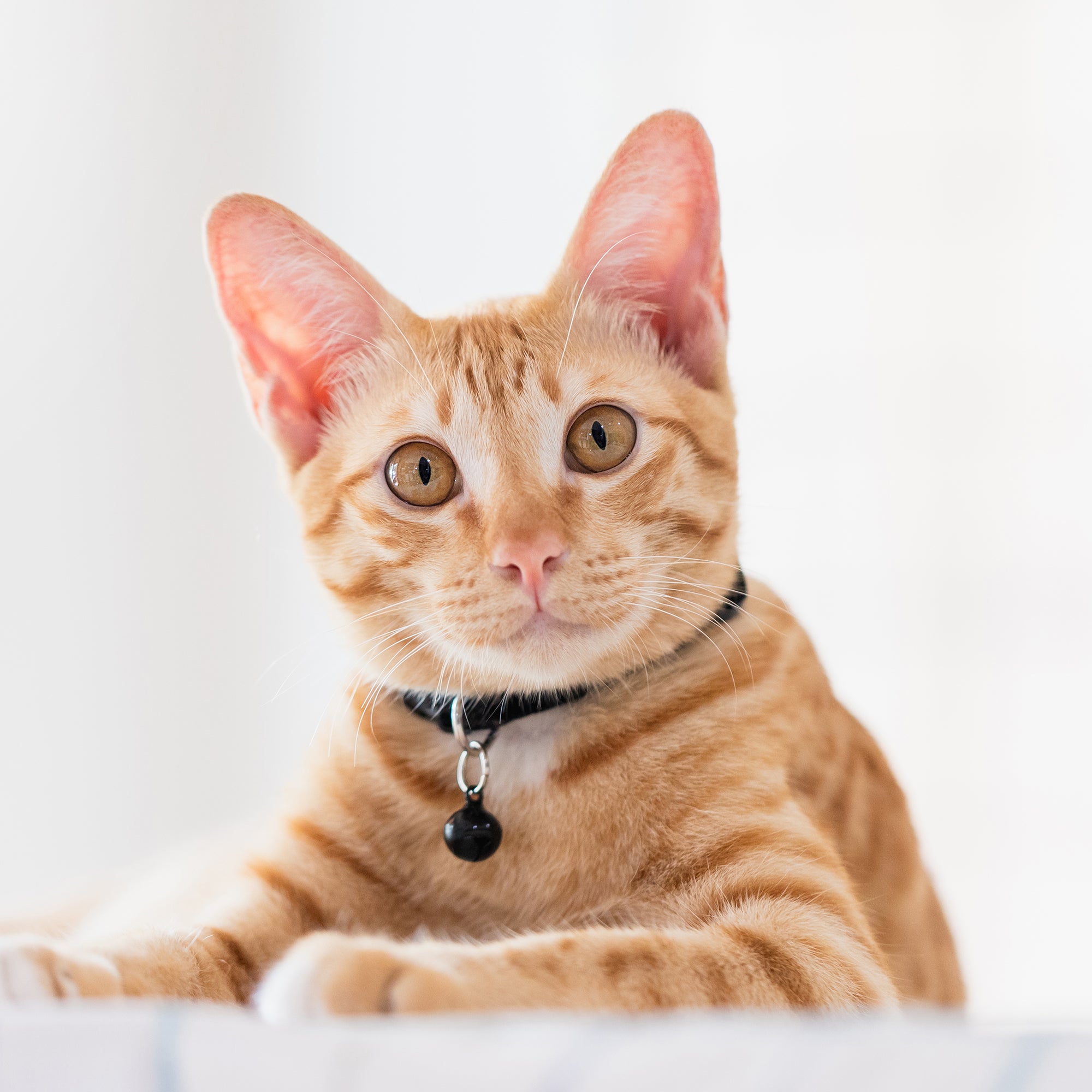 Cat takes outlet off breakaway collar