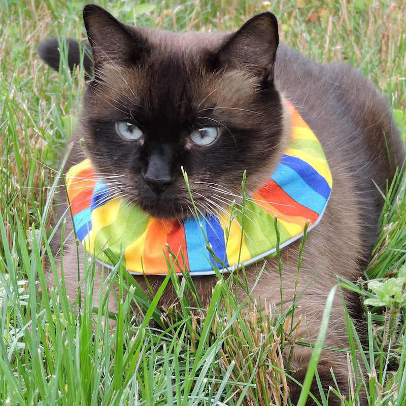 Safe collars for outdoor 2024 cats