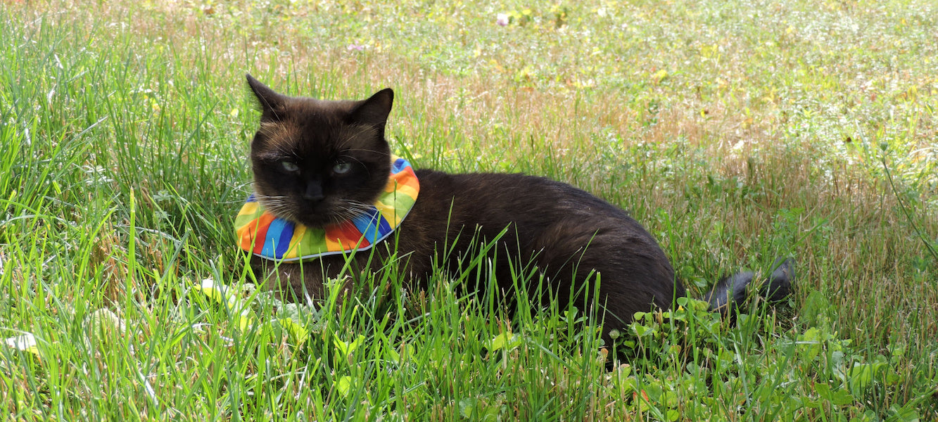 Clown collar for cats hotsell