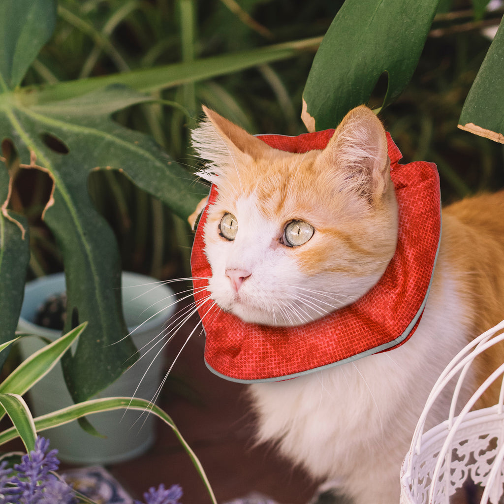 Red Ruby Birdsbesafe ® Collar Cover