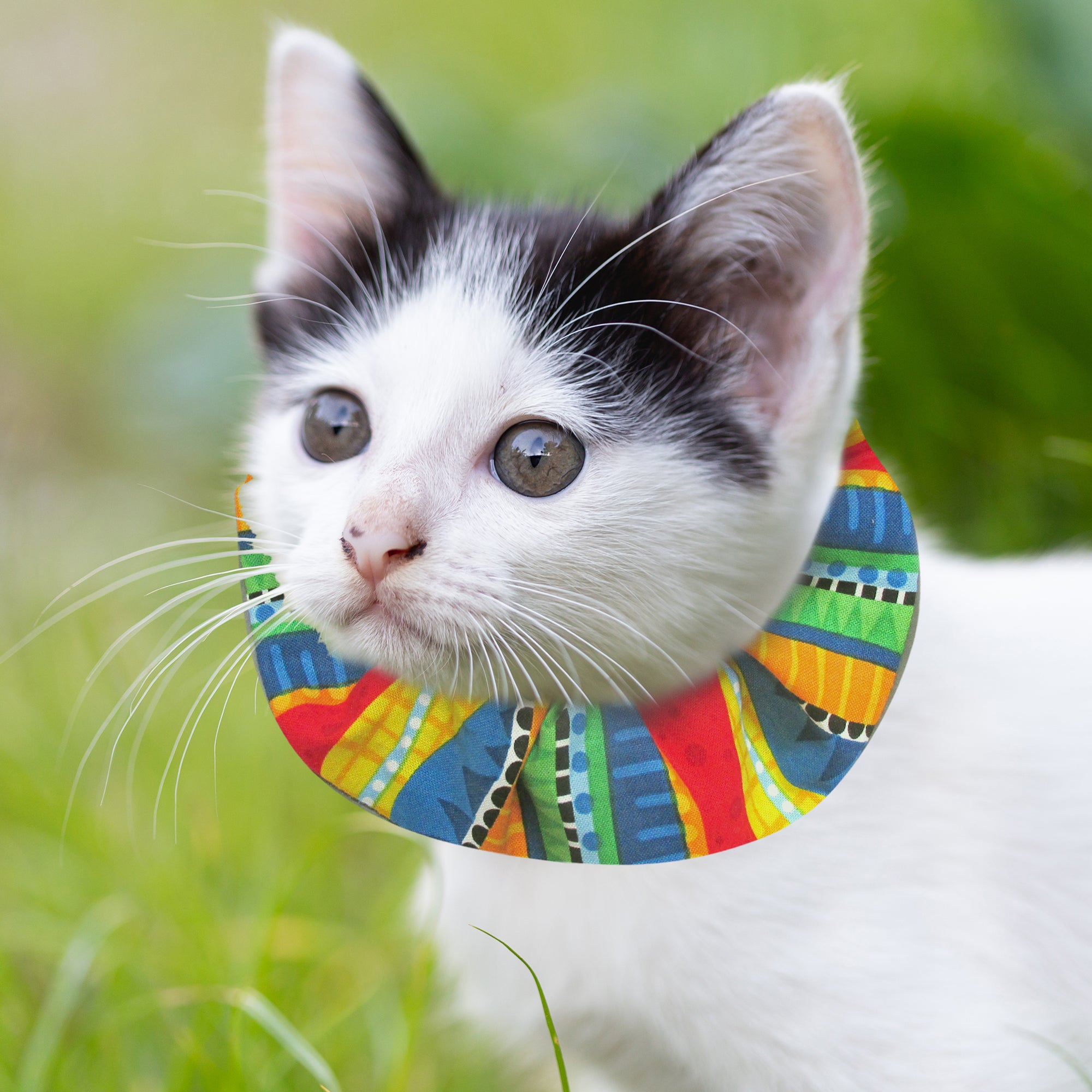 Clown collar for cats hotsell