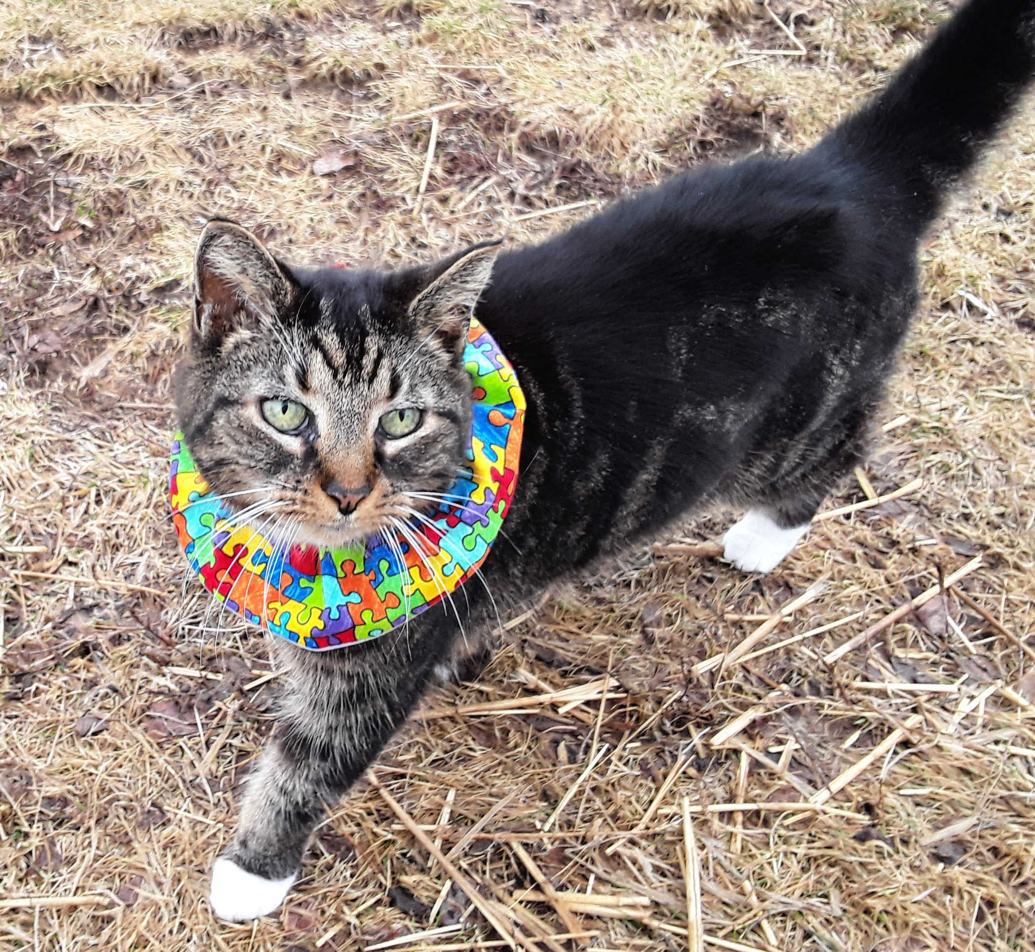 Bird safe shop collars for cats